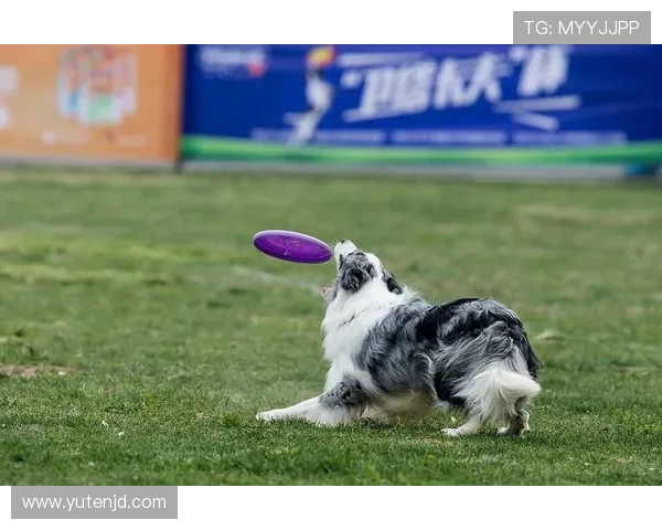 深圳飞盘队在极限运动世界杯中的心理素质表现分析与点评
