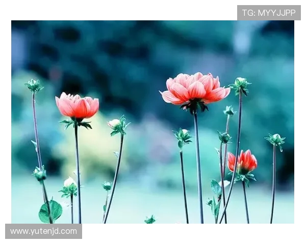 苏伟的奋斗历程与人生哲学探讨：从平凡到卓越的启示与反思