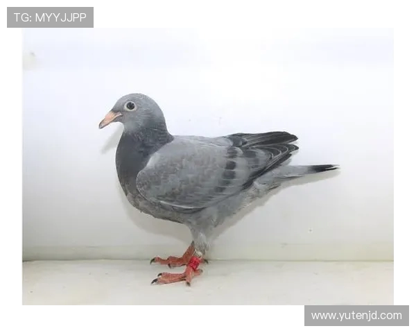 重磅专题：探索V5战队区域防守的创新策略与实践分析